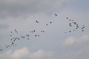 Wildgänse am Himmel / Wild geese in the sky