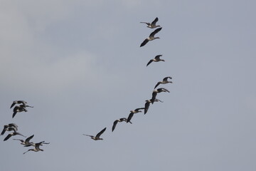 Wildgänse in Flug / Wild geese in flight