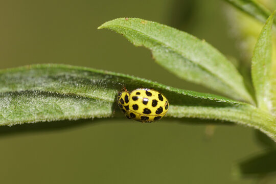 A 22-spot ladybird, Psyllobora vigintiduopunctata, family Coccinellidae on the leaves of goldenrod in a Dutch garden. Netherlands, October 