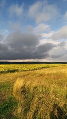 Fototapeta premium field and blue sky