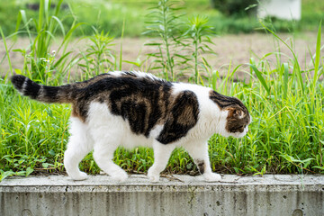 塀を歩く猫（スコティッシュ・フォールド）
