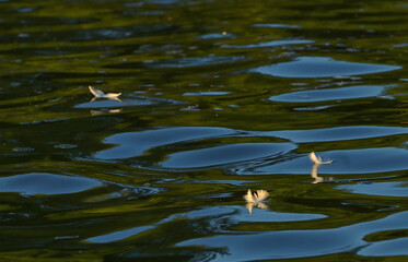 Bird's feather lies on water with reflexion