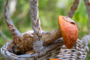 Edible mushroom in a basket on a forest background. Close up.