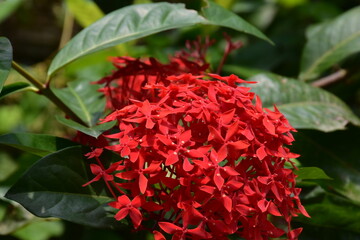  Red  flowers with Green Leaves on Tree in A Garden. 