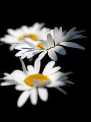 Obraz premium chamomile flower on black background