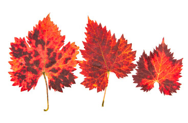 red grape leaf with black spots on white background