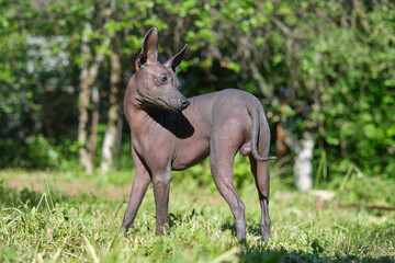 Xoloitzcuintle puppy in the summer meadow