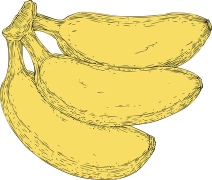 Three Ripe Yellow Bananas