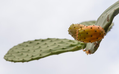 Higos chumbos del cactus chumbera con fondo blanco
