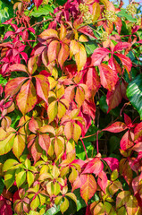 Green, yellow, red, orange ivy leaves against white wall. Close-up. Selective focus. Copy space. Autumn natural background. Fall backdrop. Botanical bright colorful background.