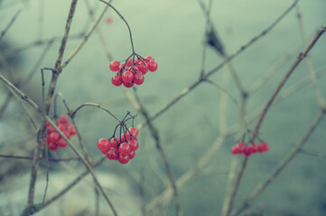 Detail of red frozen winter berries at lake.