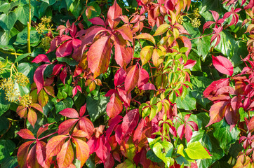 Green, yellow, red, orange ivy leaves against white wall. Close-up. Selective focus. Copy space. Autumn natural background. Fall backdrop. Botanical bright colorful background.
