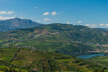 
Douro valley with vineyard in summer