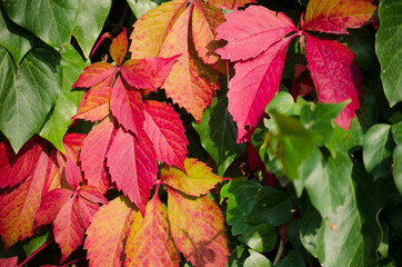 Green, yellow, red, orange ivy leaves against white wall. Close-up. Selective focus. Copy space. Autumn natural background. Fall backdrop. Botanical bright colorful background.