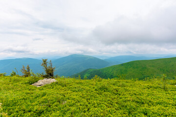 alpine meadows of mnt. runa, ukraine. row of trees on the hill. beautiful nature scenery of carpathian mountains in summer. cloudy weather
