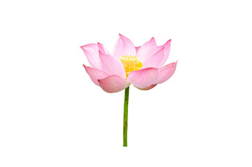 Pink Lotus flower isolated on white background with Clipping Paths.