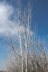 bare tree in winter against blue sky with clouds