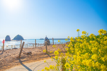 Fototapeta na wymiar Yellow canola flowers blooming by the beach of Taeanhaean National Marine Park