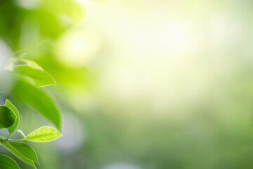 Obraz premium Concept nature view of green leaf on blurred greenery background in garden and sunlight with copy space using as background natural green plants landscape, ecology, fresh wallpaper concept.