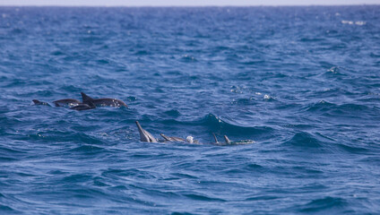 Dolphins , Mediterrean sea
