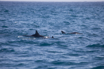 Dolphins , Mediterrean sea