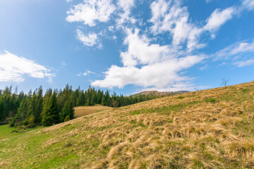 Obraz premium forest on the grassy meadow in mountains. beautiful sunny landscape of mountainous countryside. fluffy clouds on the blue sky