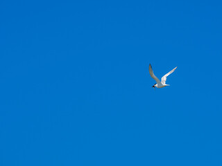 A lone white sea gull flies in the blue cloudless sky. The seagull holds the caught fish in its beak. Wild bird in natural habitat on a sunny summer day.