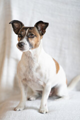 Brown, black and white older Jack Russell Terrier sits on a chair , full body