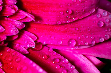 Fototapeta premium crimson gerbera petals with water drops close-up, side view
