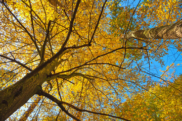Branches and trunk with bright yellow and green leaves of autumn  trees against the blue sky background. Bottom view.