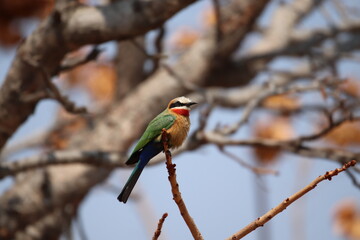 White Fronted Bee Eater