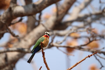 White Fronted Bee Eater