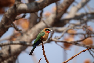 White Fronted Bee Eater