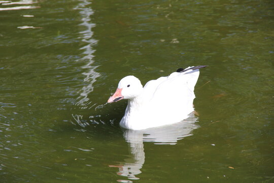 Gan Bilder Durchsuchen 17,728 Archivfotos, und Videos