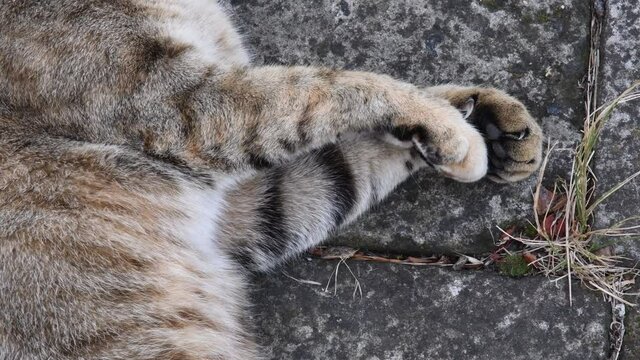 Fluffy young tabby cat purr and stretch paws close-up with grunge stone background outdoor. Cute cat paws with toe pads with claws