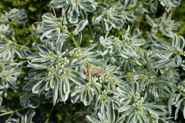 Butterfly on flowers of variegated spurge in September