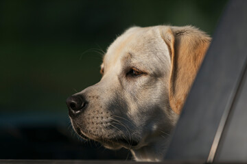 portrait of young Labrador dog looking out of window