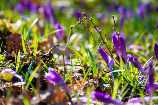 purple crocus flowers on the forest glade. beautiful nature scenery on a sunny day in springtime