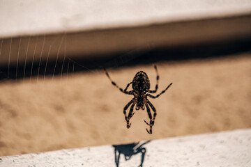 Spider on spider web. Animal. 
