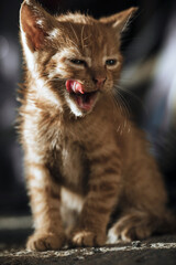 portrait of a cat. Funny cat. Kitten. 