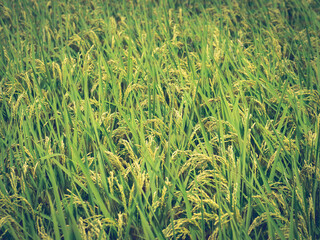 実り始めた稲　夏の風景