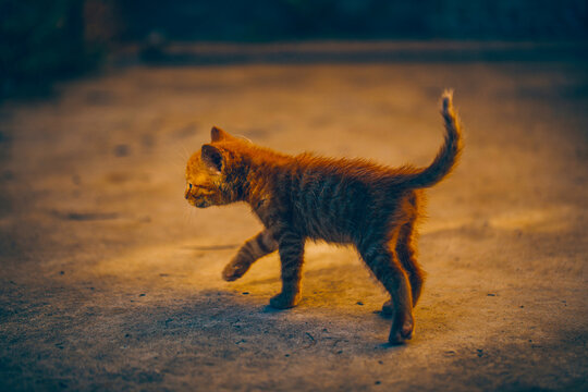 Cat. Animal. Funny photo. Kitten.