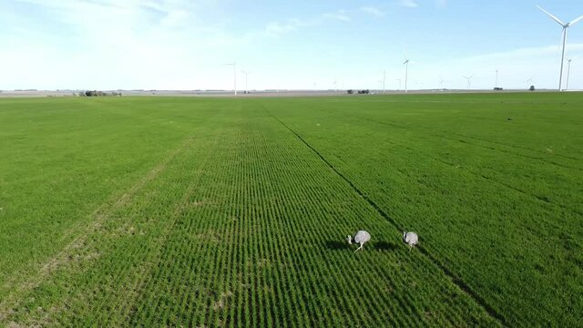 &ntilde;and&uacute;es o avestruces americanas paseando por las pampas argentinas