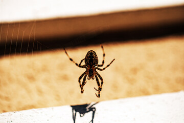 Spider on spider web after rain
