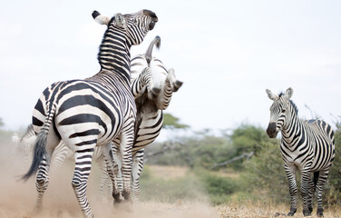 Two Zebra (Equus quagga) fighting near a waterhole. Kenya. 