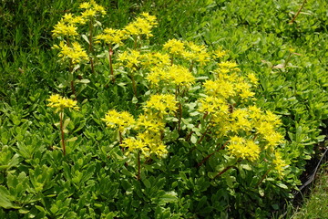 Yellow flowers of Sedum kamtschaticum in May