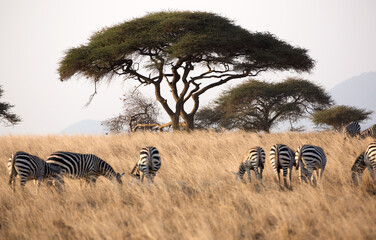 Fototapeta na wymiar A large Acacia Tree with Zebras (Equus quagga) in the foreground. Kenya. 