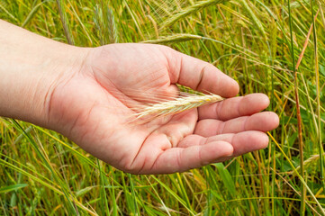 male hand palm holding a ripening ear of wheat on the background of a green field