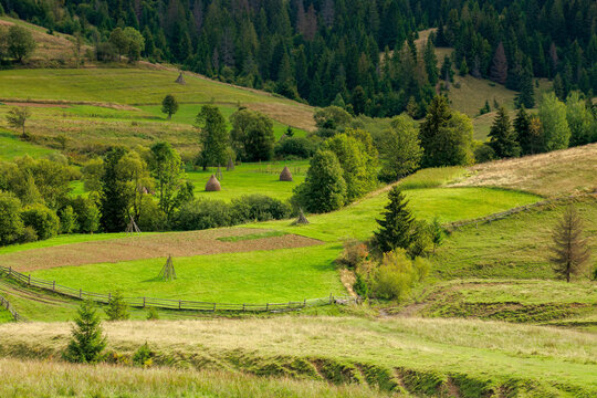 rural fields on rolling hills in green grass. trees on the meadows. mountainous countryside landscape on a sunny day