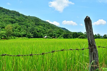 The rice fields are beautiful.